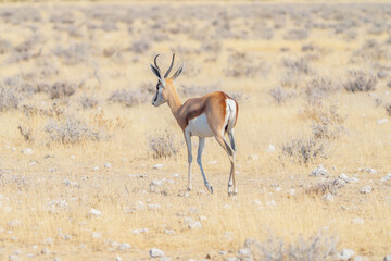 Deer, antelope or oryx. Wildlife animal in forest field in safari conservative national park in Namibia, South Africa. Natural landscape background.