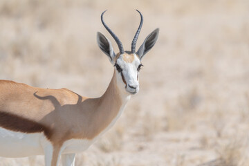 Deer, antelope or oryx. Wildlife animal in forest field in safari conservative national park in...