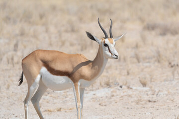 Deer, antelope or oryx. Wildlife animal in forest field in safari conservative national park in Namibia, South Africa. Natural landscape background.