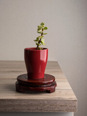 indoor plant in a ceramic pot in the home interior.