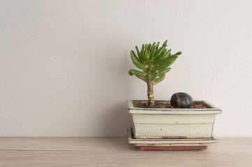 indoor plant in a ceramic pot in the home interior.