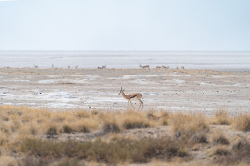 Deer, antelope or oryx. Wildlife animal in forest field in safari conservative national park in...