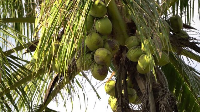 Coconut fruit on tree, 4k video, Perfect for presentations, documentaries, science, cinematics, etc.