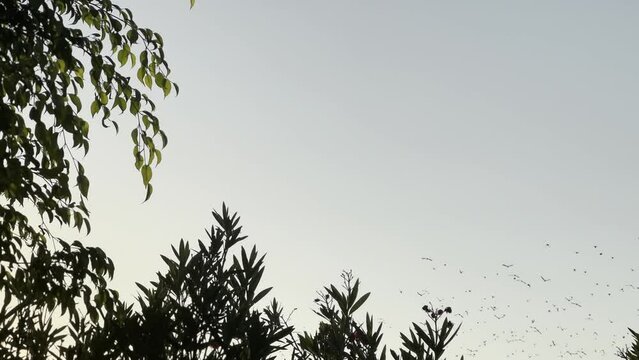 Parvada en el atardecer