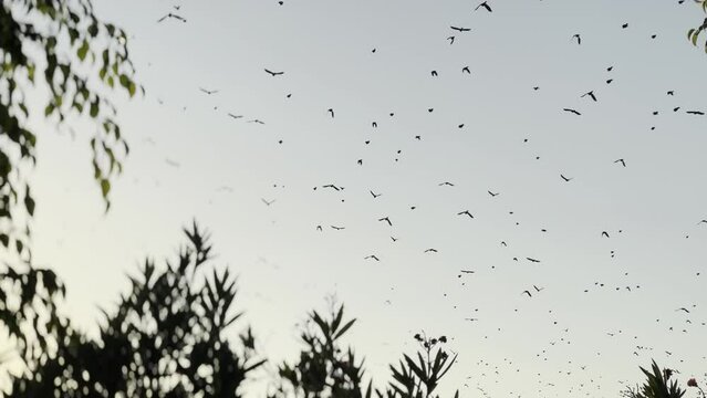 Parvada en el atardecer