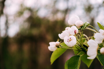 White flowers of blossoming pear tree. Close-up. Springtime. April and May. Garden plant. Beauty of...