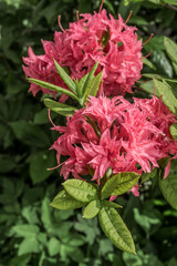 Rhododendron 'Homebush' (Rhododendron x kosterianum) in garden