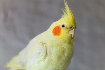Yellow cockatiel parrot.Cute cockatiel.Home pet parrot.The best cockatiel.Beautiful photo of a bird. Ornithology.Funny parrot.Cockatiel parrot.
Home pet yellow bird.Beautiful feathers.Love for animals