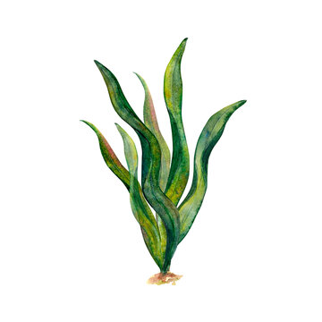 recommend clip art: Watercolor drawing of ribbon seaweed wobbling underwater on white background. Ideal or illustration, stickers, logo, frame, border