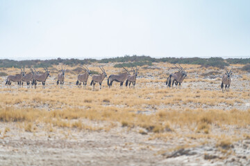 Deer, antelope or oryx. Wildlife animal in forest field in safari conservative national park in Namibia, South Africa. Natural landscape background.