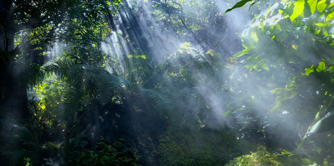 The Tropical jungle with river and sun beam and foggy in the garden.