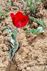 Didier's Tulip (Tulipa gesneriana) in coastal hills, Crimea