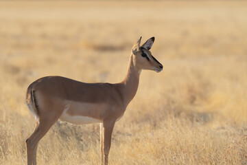 Deer, antelope or oryx. Wildlife animal in forest field in safari conservative national park in Namibia, South Africa. Natural landscape background.