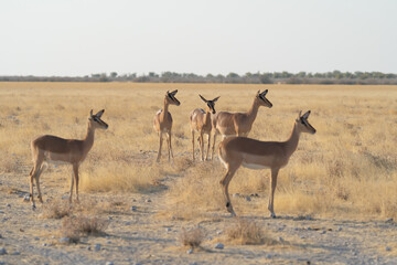 Deer, antelope or oryx. Wildlife animal in forest field in safari conservative national park in...