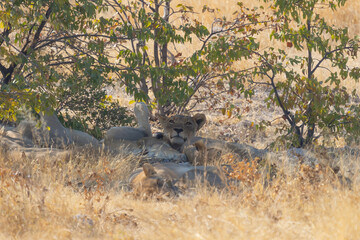 Lion. Wildlife animal in forest field in safari conservative national park in Namibia, South...