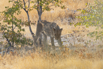 Lion. Wildlife animal in forest field in safari conservative national park in Namibia, South...