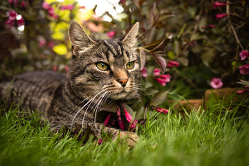Pretty european tabby shorthair cat lies on grass near bush with red flowers and looks to the right. In the summery garden with a weigela plant