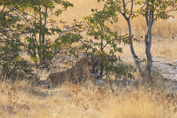 Lion. Wildlife animal in forest field in safari conservative national park in Namibia, South Africa. Natural landscape background.