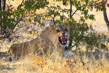 Lion. Wildlife animal in forest field in safari conservative national park in Namibia, South...
