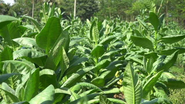 Row of tobacco trees, 4k videos, Perfect for presentations, documentaries, science, cinematics, etc.