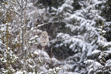 Ural owl in winter forest scenery