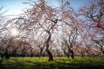 Obraz premium 茨城県水戸市 満開の偕楽園 梅まつり