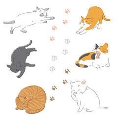猫のいろいろなポーズ