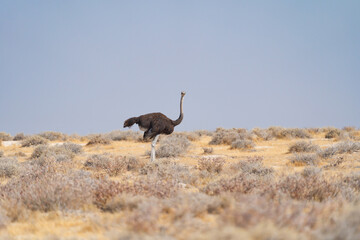 Ostrich bird. wildlife animal in forest field in safari conservative national park in Namibia,...