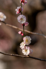 茨城県水戸市　満開の偕楽園　梅まつり