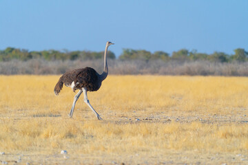 Ostrich bird. wildlife animal in forest field in safari conservative national park in Namibia, South Africa. Natural landscape background.