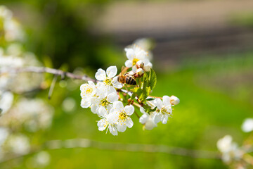 Fototapeta premium Honey bee on white cherry flower, cherry blossom branch close-up on green background. Springtime, selective focus.