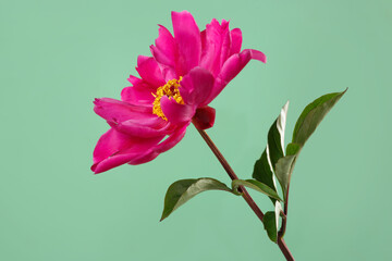 Fototapeta na wymiar Red peony flower with yellow center isolated on green background.