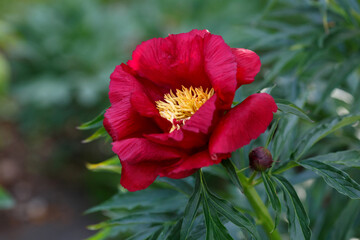 A simple red peony  in the garden.