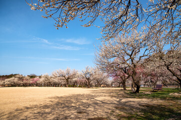 茨城県水戸市　満開の偕楽園　梅まつり