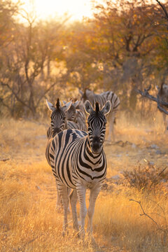 Fototapeta Zebra. Wildlife animal in forest field in safari conservative national park in Namibia, South Africa. Natural landscape background.