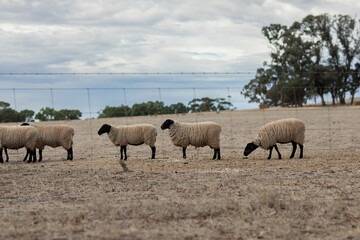 Fototapeta na wymiar Sheep walking