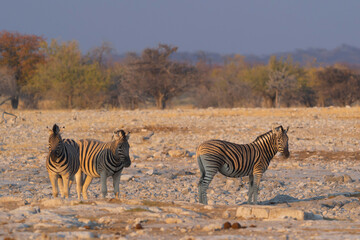 Fototapeta na wymiar Zebra. Wildlife animal in forest field in safari conservative national park in Namibia, South Africa. Natural landscape background.
