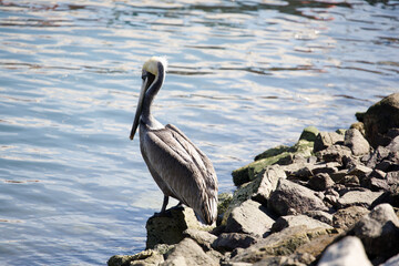 a pelican standing on a rock by the water.