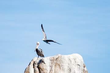 two birds sitting on top of a rock and flying
