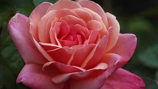 Floribunda pink garden rose hybridizer Cocker 1978