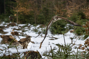 Two Buzzards. Buteo buteo in snowy winter.