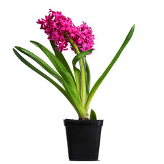 Naklejka na ściany i meble Pink hyacinth flower in a pot, isolation on transparent background. Png file. Flowers, nature