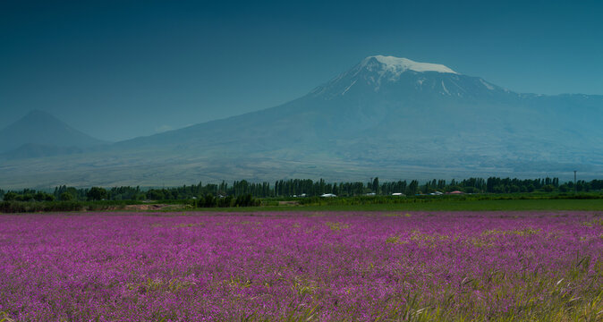 Turkish village with spring flowers in Anatolia. Eastern Anatolia in the spring season. Mount Ararat in the background. Igdir, Turkey 