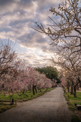 茨城県水戸市　満開の偕楽園　梅まつり