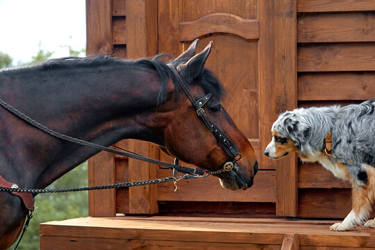 An Aussie dog and a brown horse look at each other meet on the street in the summer in a village in a meadow Concept of friendship products for animals