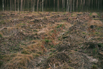 Concept of deforestation and environmental damage in the forests of Europe. Area of illegal deforestation.