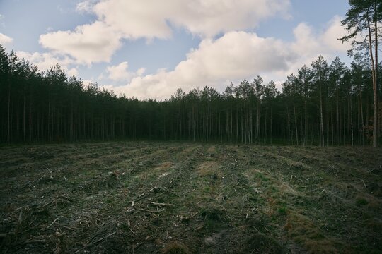 Concept of deforestation and environmental damage in the forests of Europe. Area of illegal deforestation.