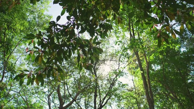 Sun rays break through foliage against sunny sky summer morning forest. Green jungle green trees leaves wind move sun slow motion shot. Trees woods timber tall top sunshine. Earth Day 2023. video 4k