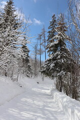 snow covered trees,winter, snow, house, landscape, mountain, cold, tree, nature, old, farm, sky, cabin, cottage, rural, building, barn, season, village, christmas, home, trees, forest, wood, white,