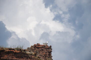 a seagull on a rock against the sky